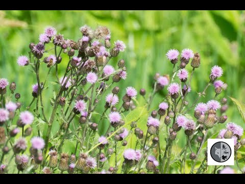 Vidéo: Chardon Des Champs