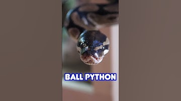 Corn Snake vs Ball Python - best #snake for beginners?