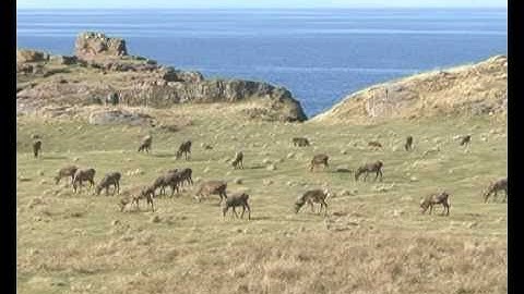 Stefan Remneson Showreel