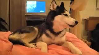 HUSKY DOG TALKİNG KONUŞAN KÖPEK