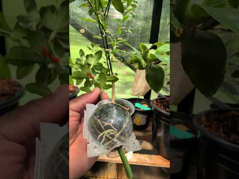 Citrus tree propagation through air layering.