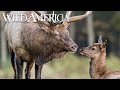 Wild america  s3 e10 valley of the elk  full episode