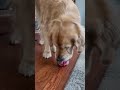 Bentley’s custom pup cup. Throwback Jan 2022 #goldenretriever