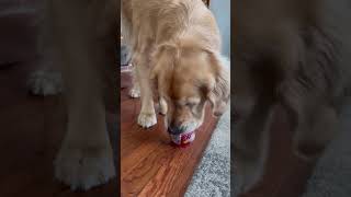 Bentley’s custom pup cup. Throwback Jan 2022 #goldenretriever