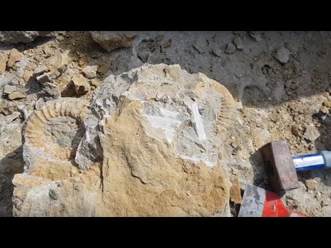 [Fouille Fossile] - Une belle découverte dans le Boulonnais