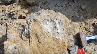 [Fouille Fossile] - Une belle découverte dans le Boulonnais