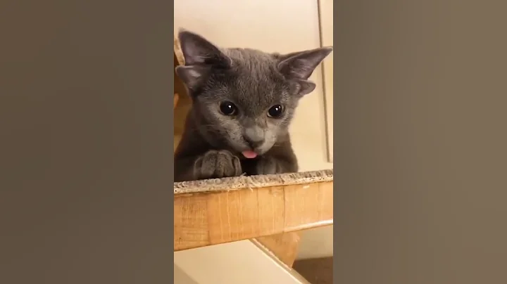 Video 2060701: funny cats kittens meowing, cats kittens meowing cute, best cute kittens