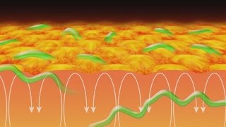 New Solar Magnetic Field Structures Discovered by Hinode