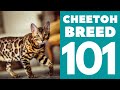 The Cheetoh Cat 101 : Breed & Personality の動画、YouTube動画。