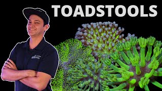 Top Shelf Aquatics Coral Care Series - Toadstools
