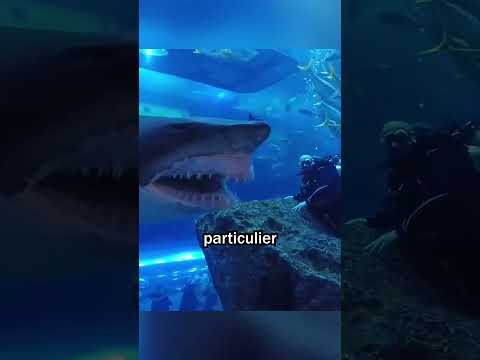 Ils Sont Face À Face Avec Un Requin Géant !