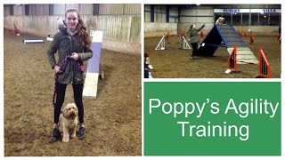 Dog Agility Fun 23 - Cockapoo Training