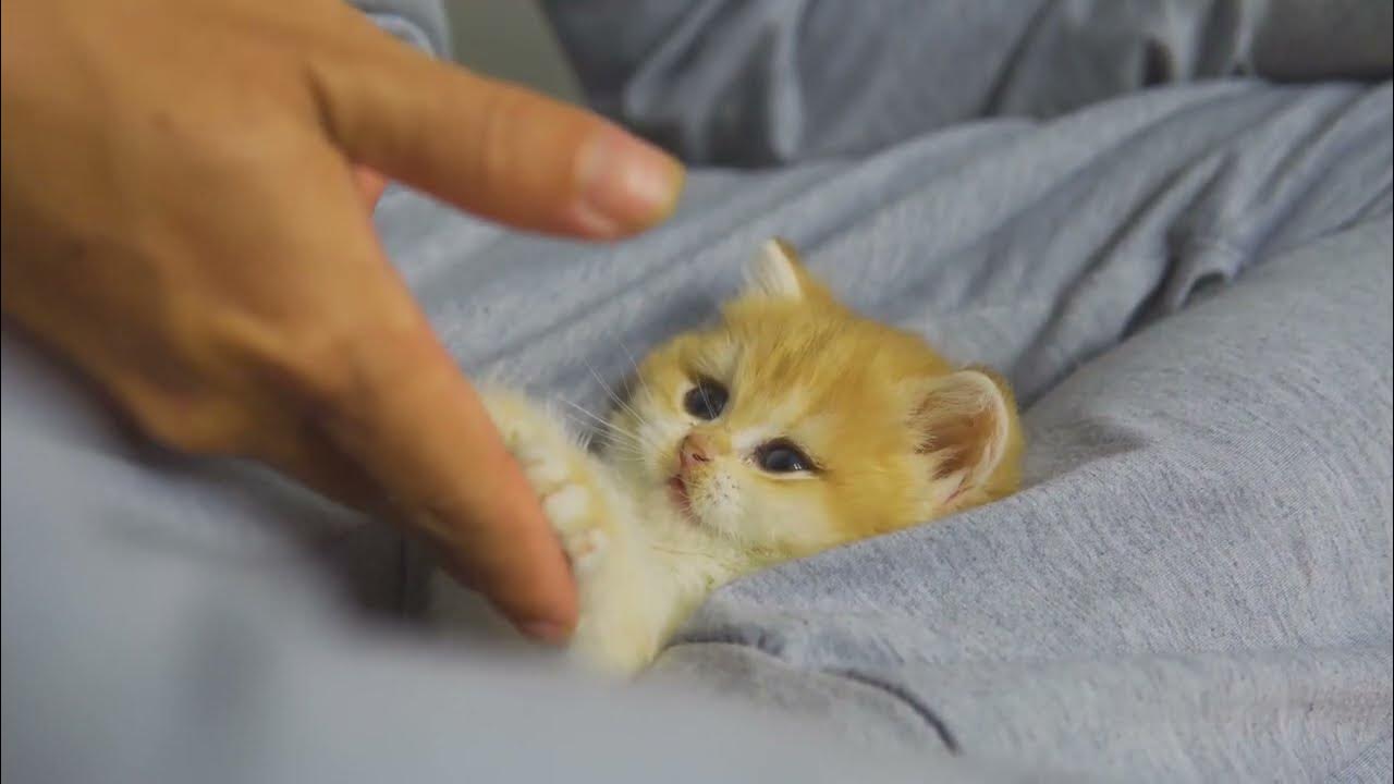 The Way I Teach Kitten Pudding How To Shake Hands, it's so funny YouTube