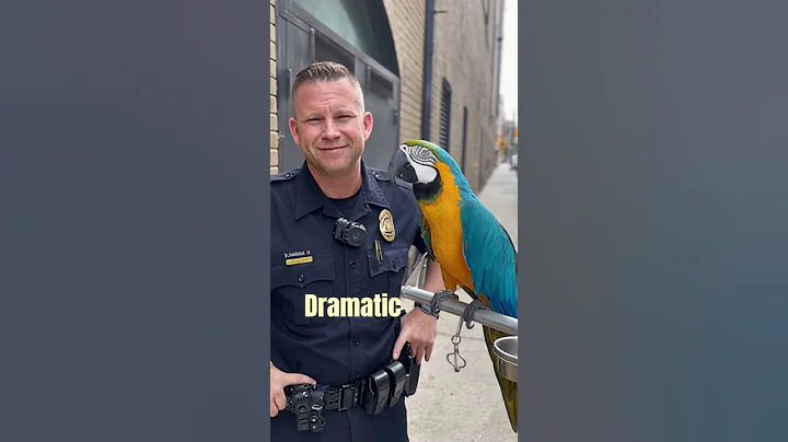 Talking Parrot Could Be Key Witness In Murder Trial #funny #talkingparot #police #birds