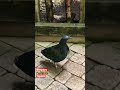 Nicobar Pigeons