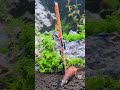 Nourrissez vos crevettes avec les Lollies 🦐 | Neocaridina &amp; Caridina #shrimp #aquarium #crevettes