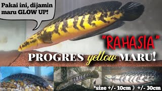 TIPS PROGRES CHANNA MARU YELLOW SENTARUM (Cara Agar Channa Maru Kuning Pisang)