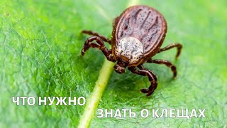 Клещи. Вопросы выживания