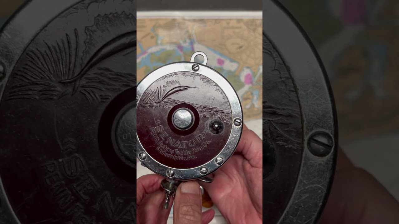 Penn 114H Senator Fishing Reel Of The Day Fish