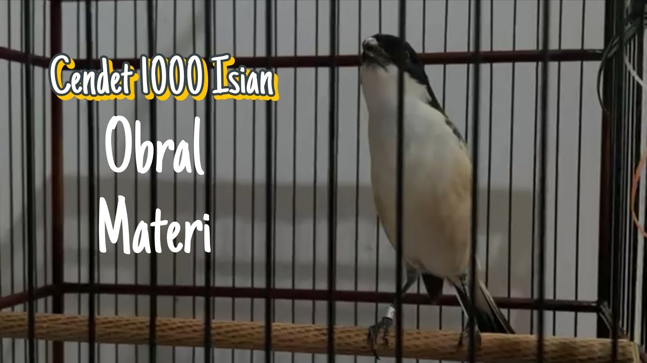 CENDET CINDERELLA BURUNG ASLI MADURA , MATERINYA MEWAH 