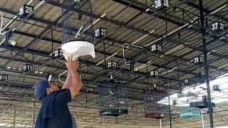 SUARA BURUNG Cucak Jenggot Original gacor panjang MANTAP