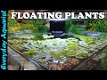 FLOATING PLANTS: 6 Reasons You SHOULD ADD Them To Your Aquarium
