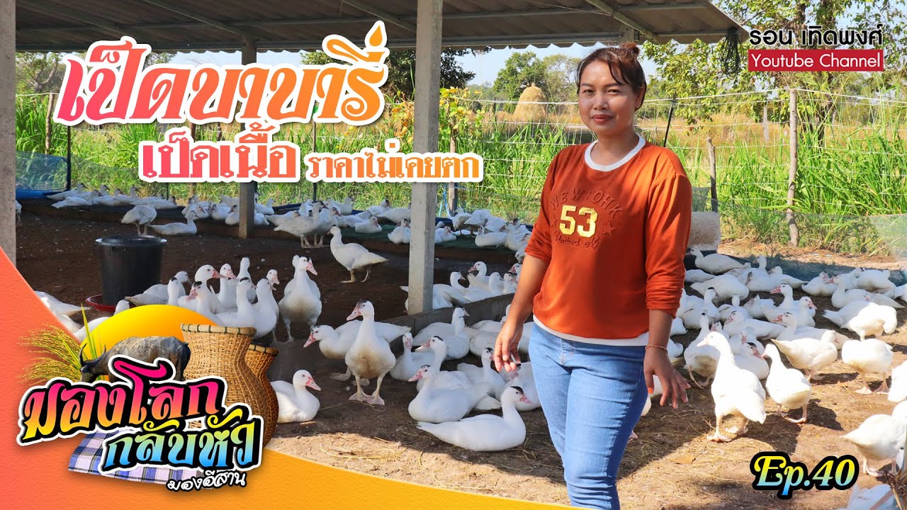 มองโลกกลับหัว Ep.40 | เป็ดบาบารี่ เป็ดเนื้อเลี้ยงง่าย ต้นทุนน้อย #เป็ดบาบารี่ #มองโลกกลับหัว