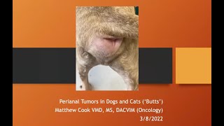 Butts and Bladders: A brief foray through urogenital and perianal tumors in dogs and cats