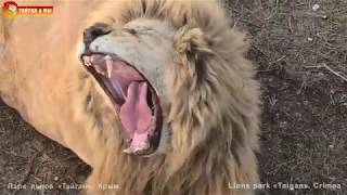 видео: КРУТЕЙШИЙ вечер! Поют ВСЕ львы Тайгана! СУПЕР перекличка! GREAT evening! ALL lions roaring in Taigan картинка: КРУТЕЙШИЙ вечер! Поют ВСЕ львы Тайгана! СУПЕР перекличка! GREAT evening! ALL lions roaring in Taigan