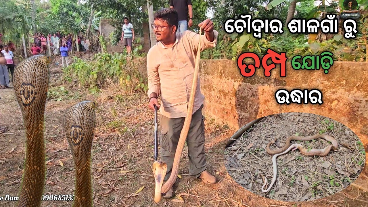 ଜାଗର ରେ ଚୌଦ୍ୱାର ଶାଳଗାଁ ରୁ ଯୋଡ଼ା ତମ୍ପ ସାପ ଉଦ୍ଧାର || Aggressive Monocled Cobra Snake Rescue