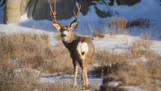 Deer Lottery Preview 2024 - NDGF - 05-20-2024