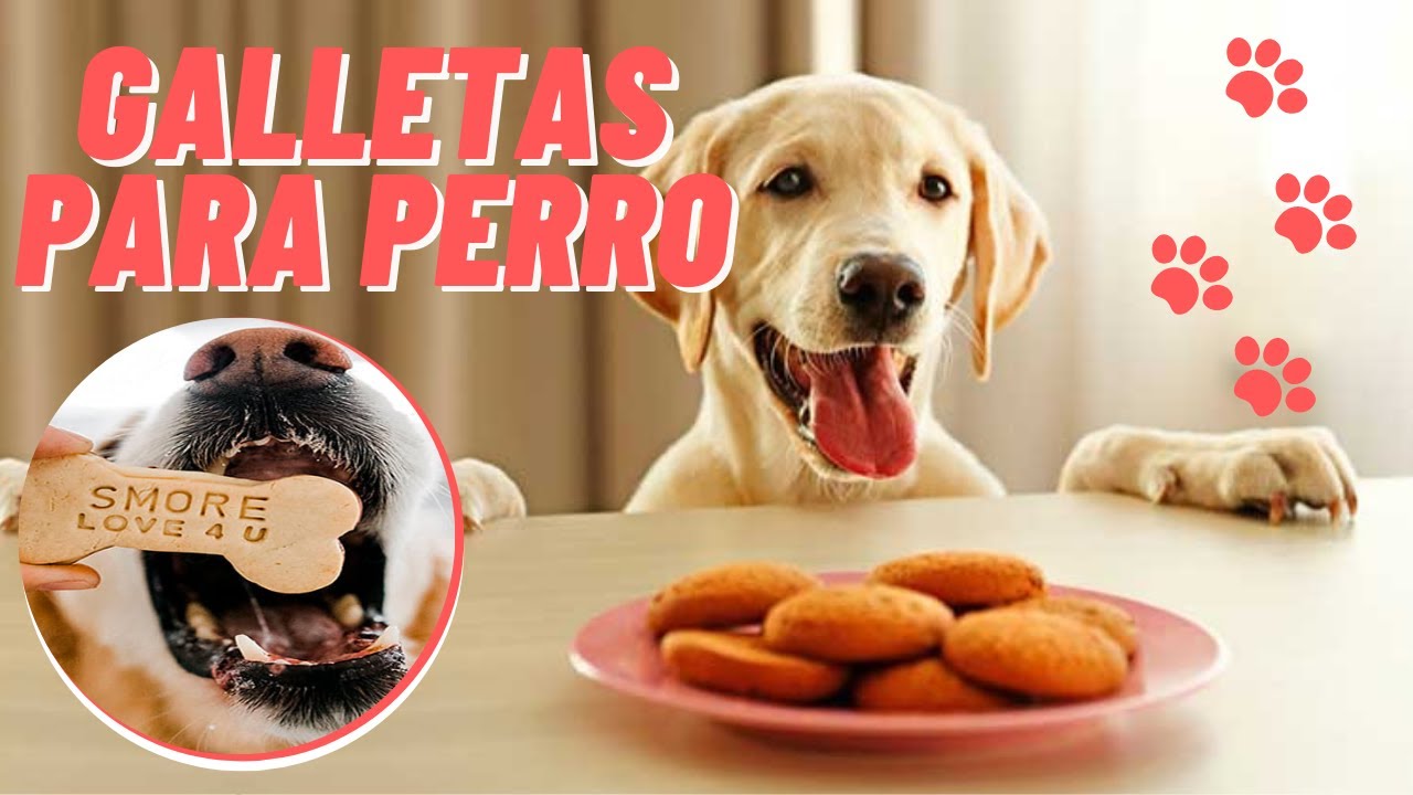 Cómo preparar galletas para perros caseras YouTube