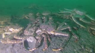 20170127 Alaska Red King Crab Migrating In