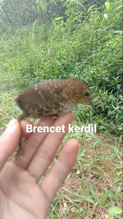Burung Brencet kerdil