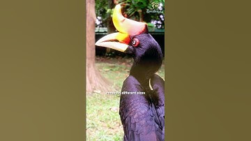 Be sure to stop by the Bird Aviary to see our hornbills!🪶✨ #hornbills  #zoonegara