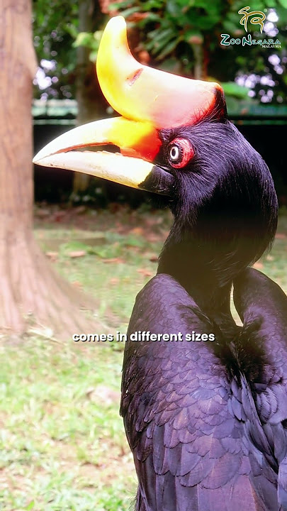 Be sure to stop by the Bird Aviary to see our hornbills!🪶✨ #hornbills #zoonegara