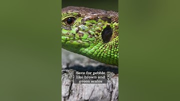 All the dragons in the  inheritance cycle eragon lore  #eragon #inheritancecycle #dragons #lore