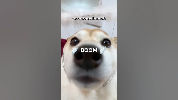 Angel Chipi Chipi Chapa Chapa Dubi Dubi Daba Daba #chipichipi #cutenessoverload #doge #memes