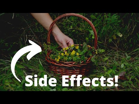 Video: St. John's Wort: Grass From Hundreds Of Ailments