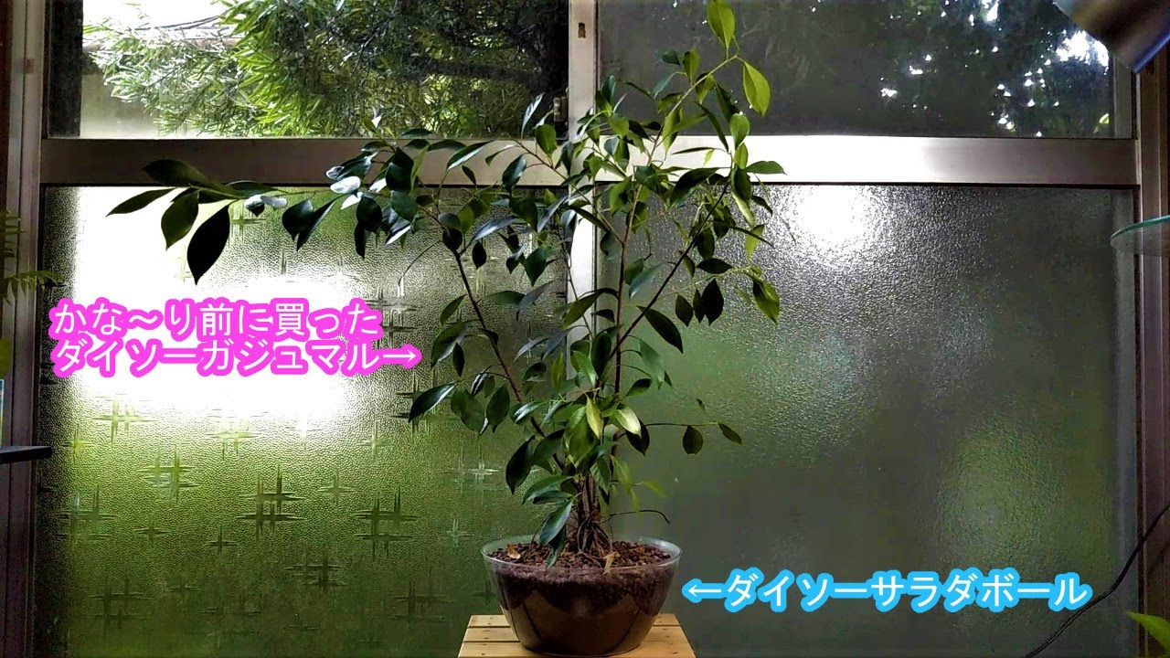 水耕栽培中のガジュマルの植え替え Youtube