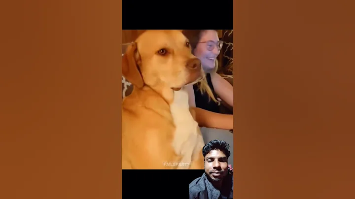 Video 11774441: funniest cats dogs compilation, funny cat compilation funniest