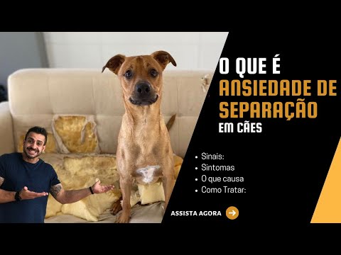 Vídeo: Cão que estava quase desequilibrado para se mudar para um corte de cabelo e uma casa para sempre