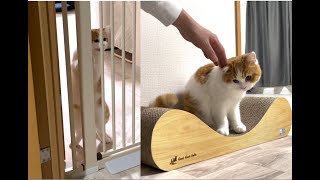 子猫のツンデレの切り替えが早くてタイミングが難しすぎる