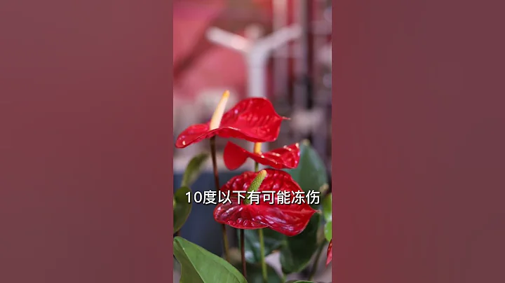 冬天養紅掌它怕冷嗎？ - 天天要聞