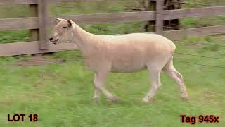 LOT 18_ TAG 945x   High Road Sheep Ewe Lamb Sale 2023