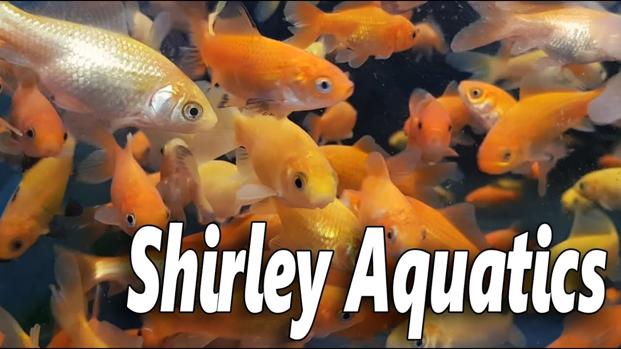 The Fish at Shirley Aquatics - YouTube