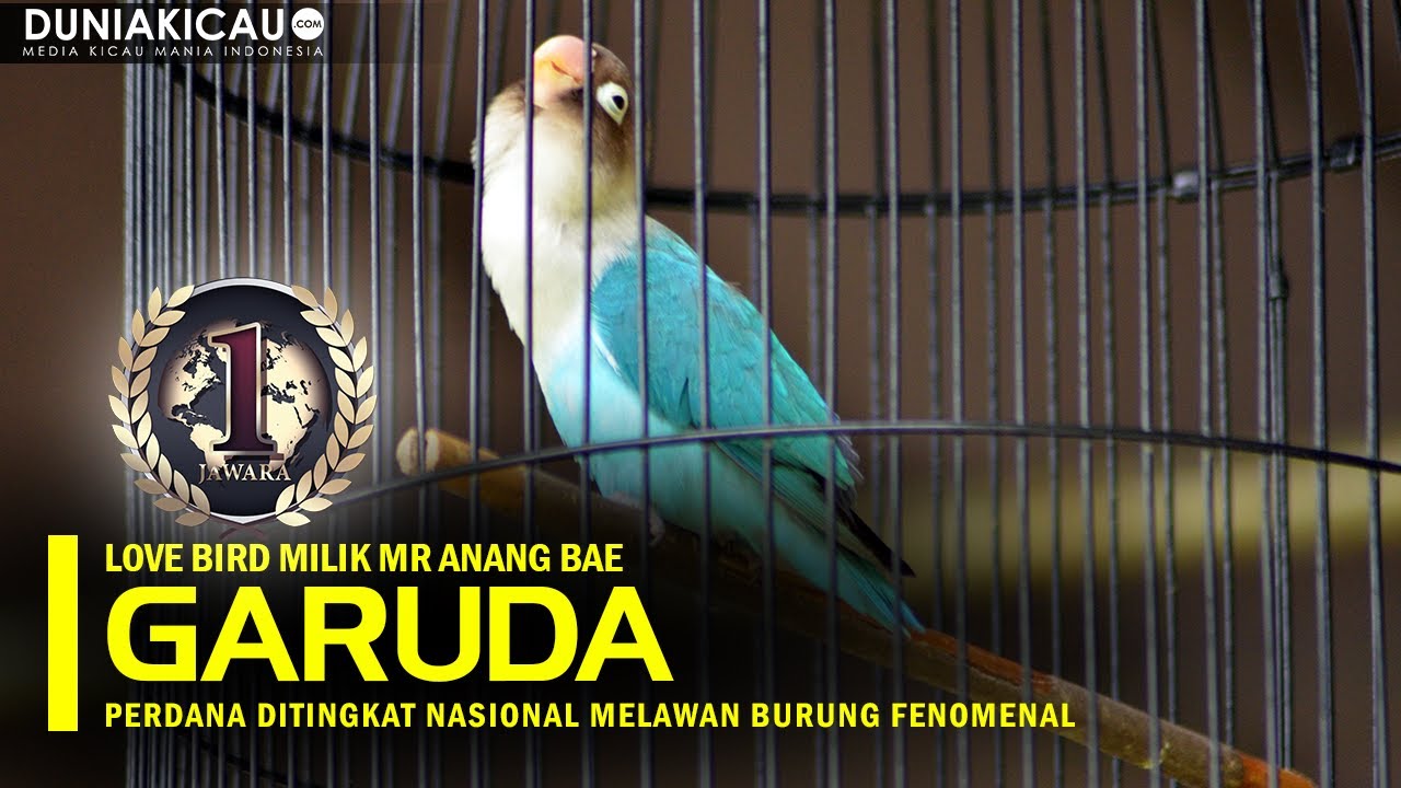 ROYAL CUP XVIII INILAH Love Bird Konslet GARUDA Melawan Burung