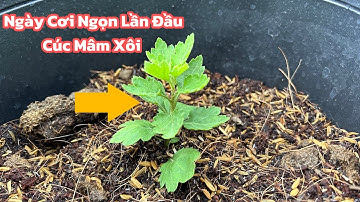 Ngày Cơi Ngọn Lần Đầu Cho Cúc Mâm Xôi 5 Cơi | Hoa Tết 2026