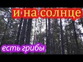 грибы в засуху