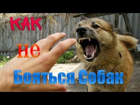 Отпугиватель собак или как не бояться собак.